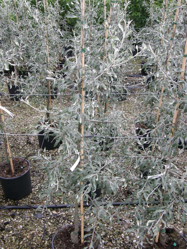 Pyrus salicifolia 'Pendula'