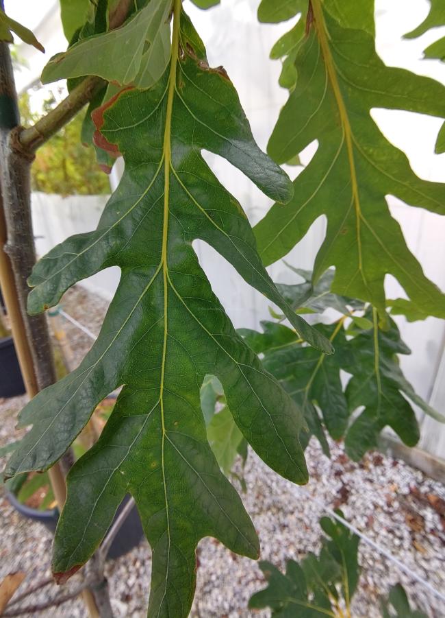 Quercus alba 'Laura'