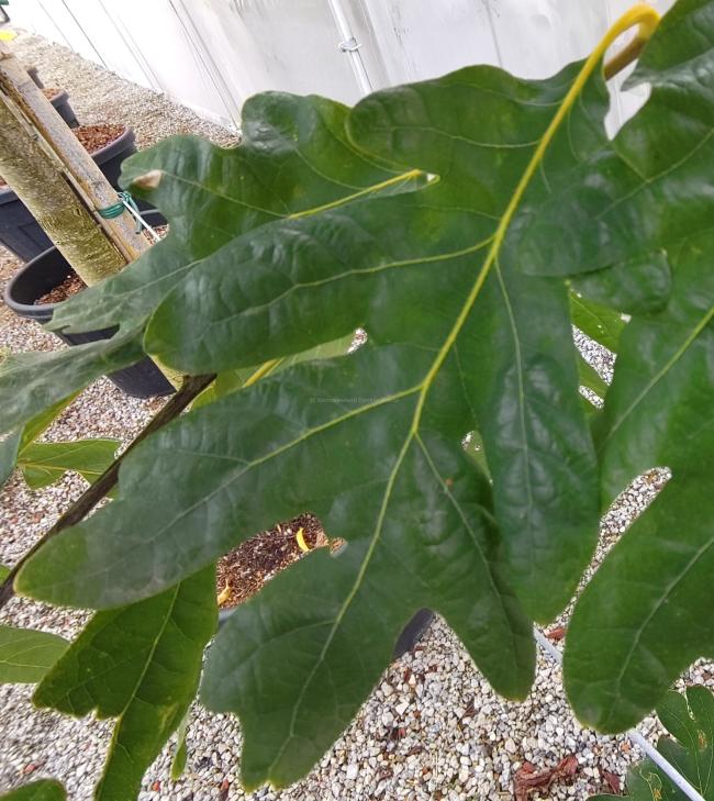 Quercus alba 'Laura'