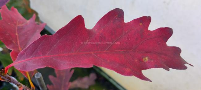 Quercus alba 'Laura'