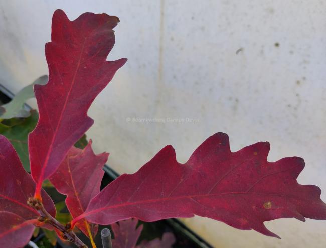 Quercus alba 'Laura'