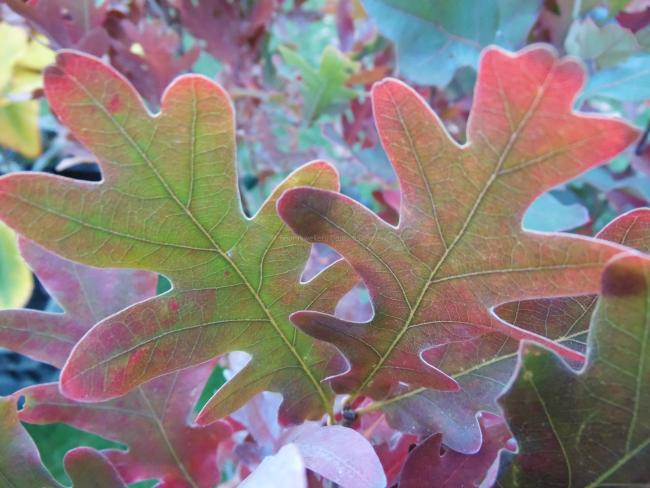 Quercus bimundorum 'Crimschmidt' ('Crimson Spire')