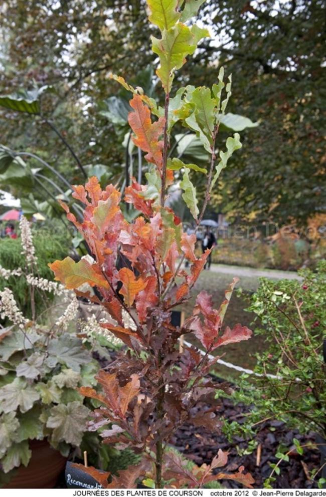 Quercus bimundorum 'Crimschmidt' ('Crimson Spire')