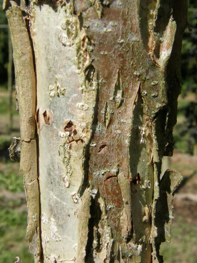 Quercus bicolor 'Select'