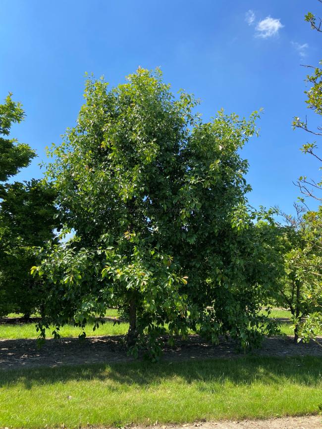 Quercus bicolor 'Select'