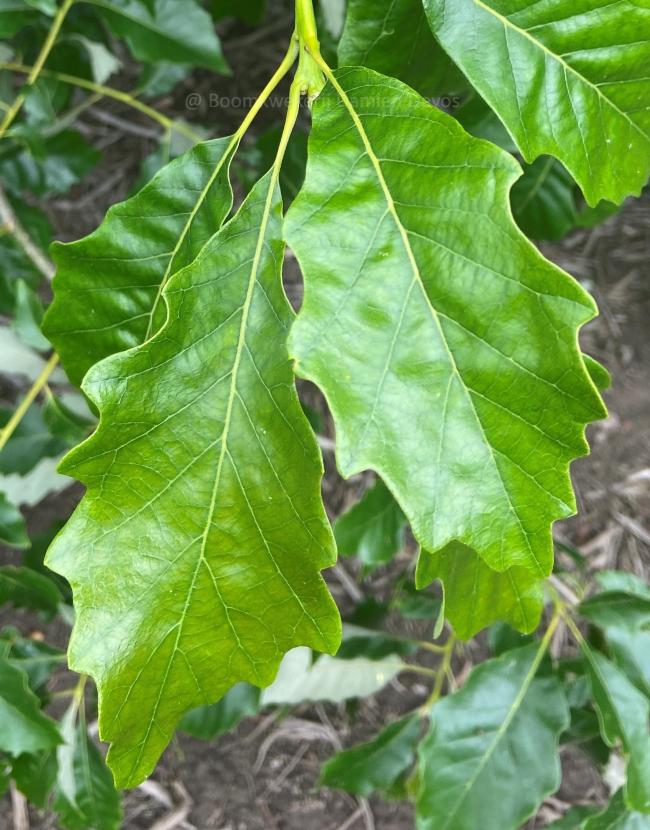 Quercus bicolor 'Select'