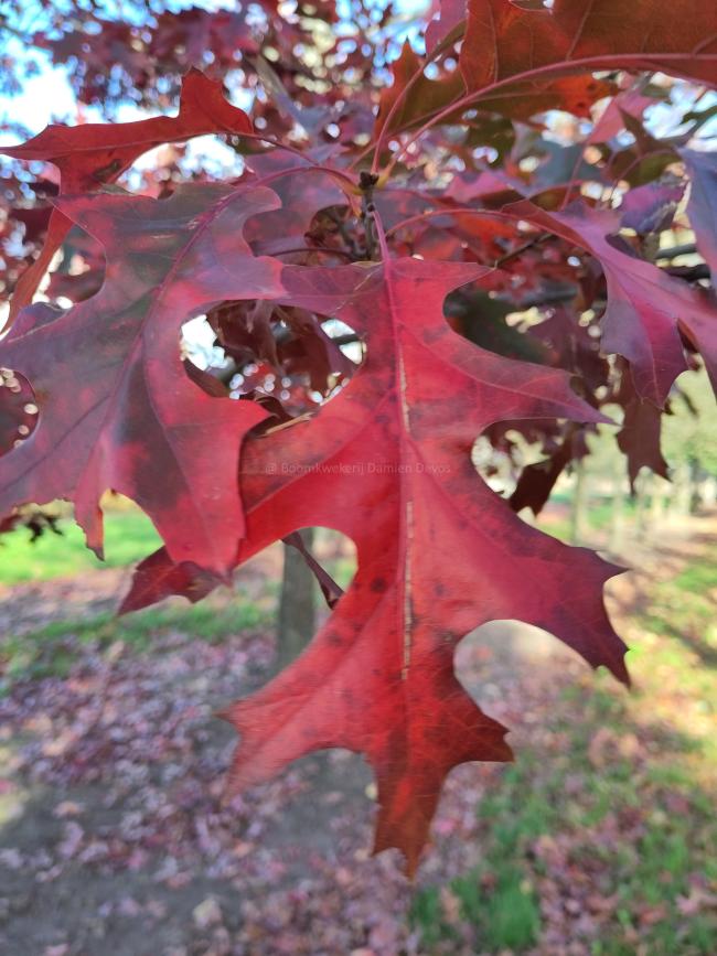 Quercus coccinea