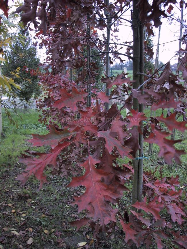 Quercus coccinea