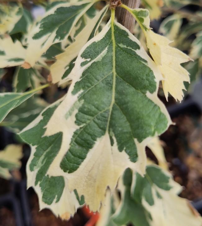 Quercus cerris 'Variegata'