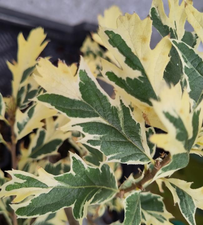 Quercus cerris 'Variegata'