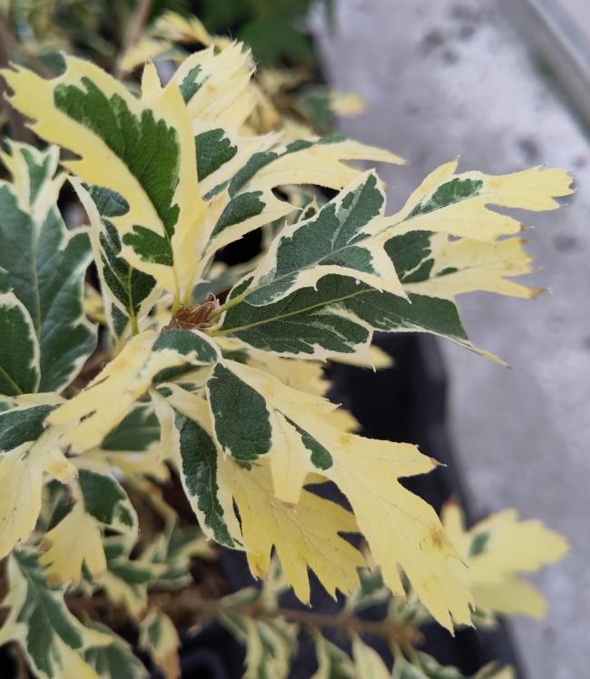 Quercus cerris 'Variegata'