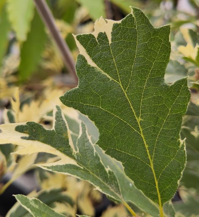 Quercus cerris 'Variegata'