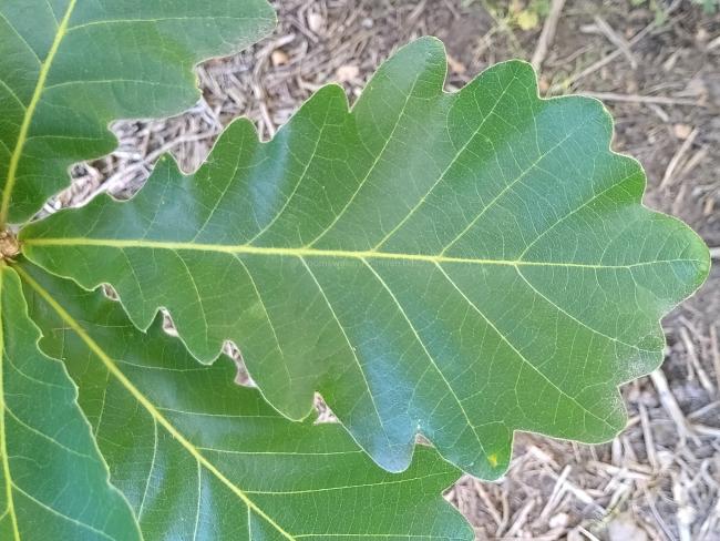 Quercus dentata 'Carl Ferris Miller'