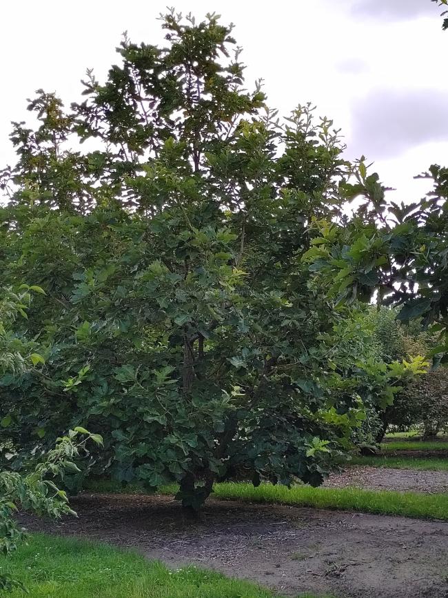 Quercus dentata 'Carl Ferris Miller'