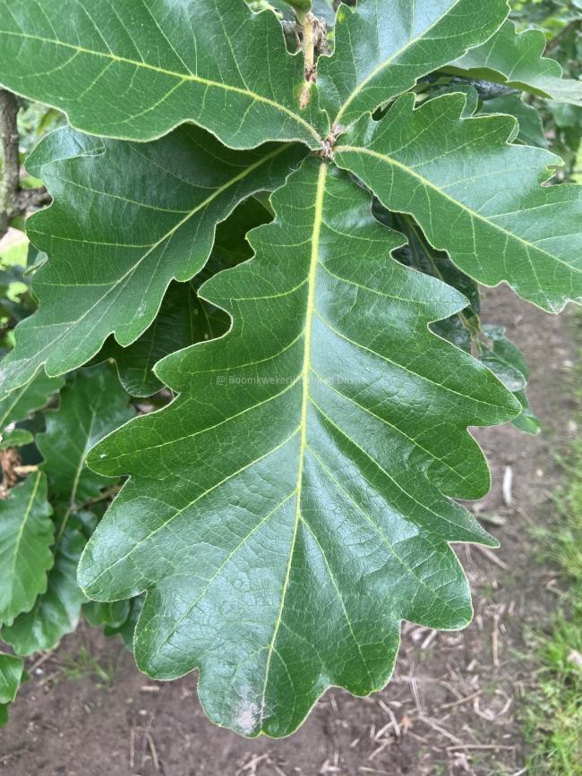 Quercus dentata 'Carl Ferris Miller'