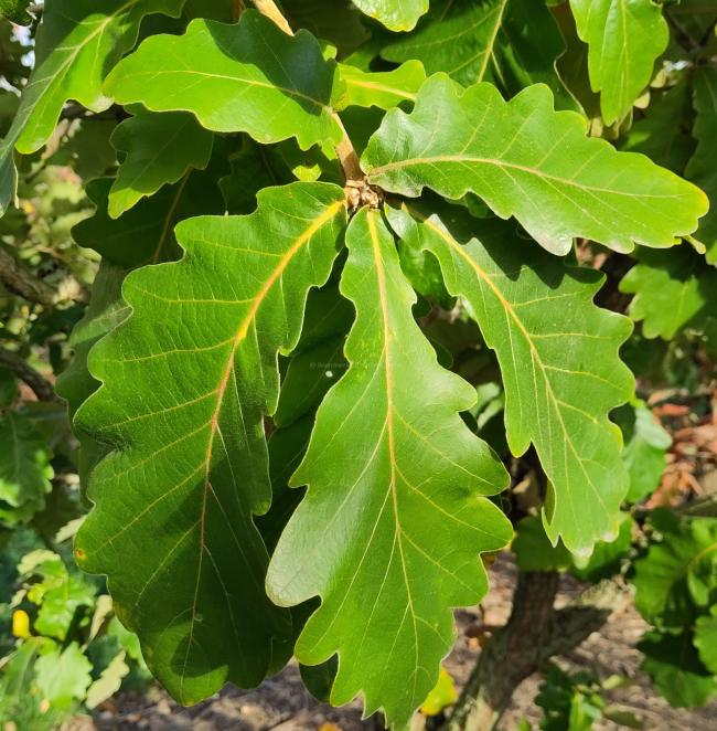 Quercus dentata 'Carl Ferris Miller'