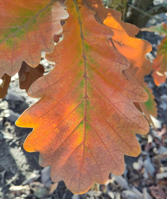 Quercus dentata 'Carl Ferris Miller'