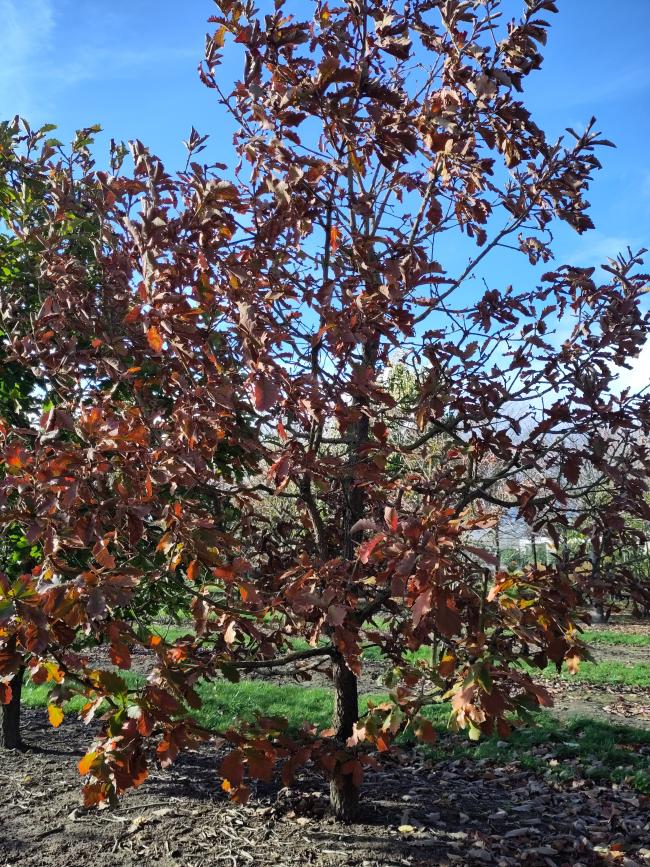 Quercus dentata 'Carl Ferris Miller'
