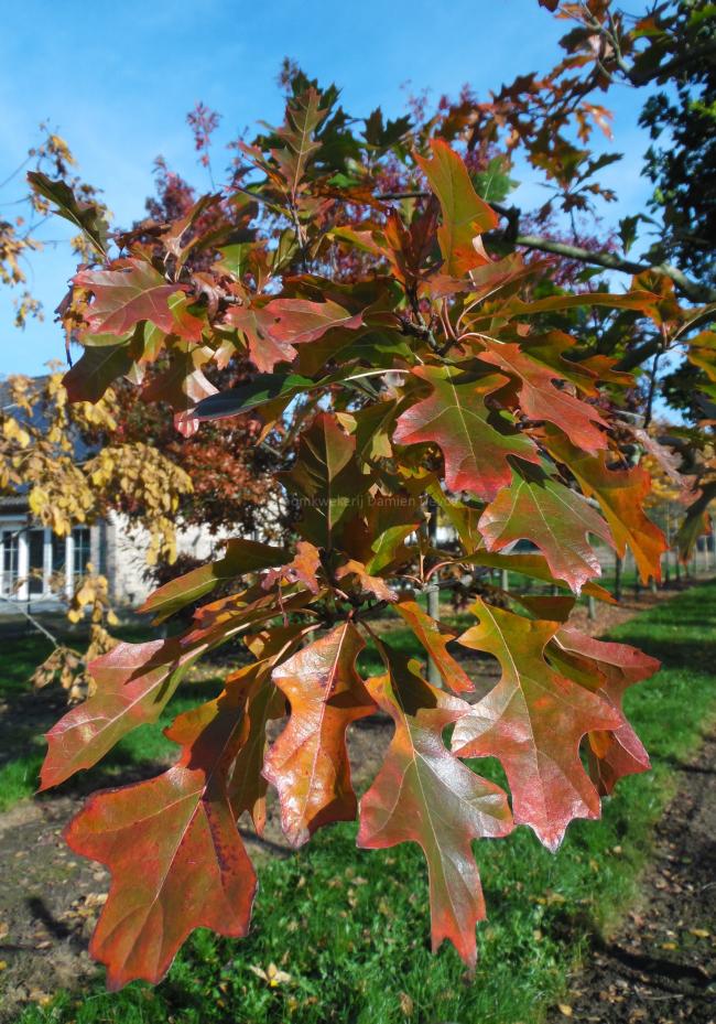 Quercus ellipsoidalis 'Hemelrijk'