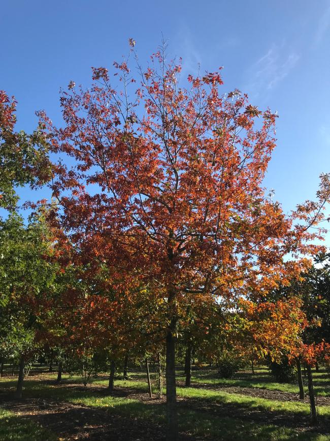 Quercus ellipsoidalis 'Hemelrijk'