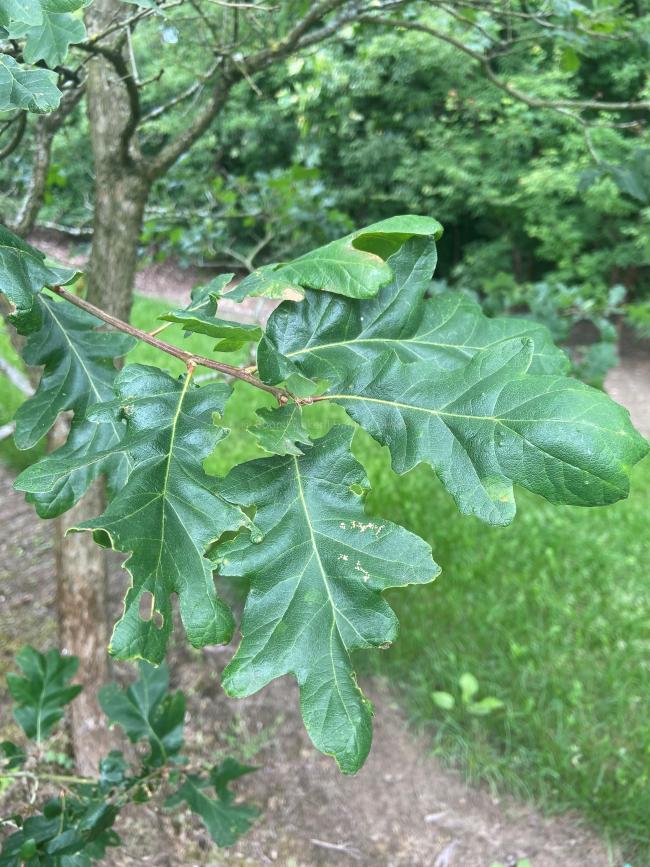 Quercus garryana