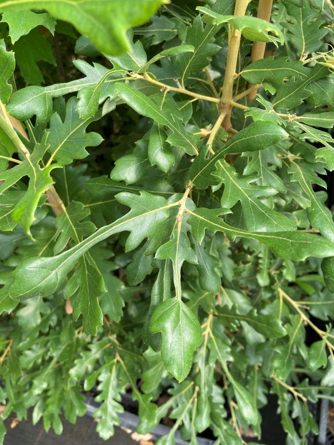Quercus hispanica 'Diversifolia' (x)
