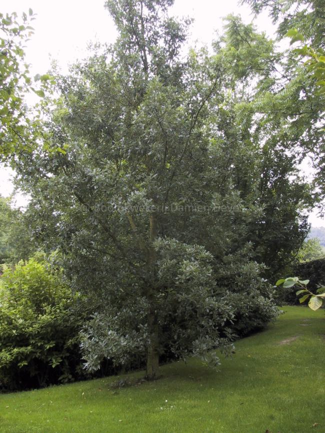 Quercus hispanica 'Fulhamensis' (x)