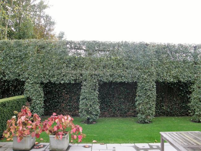 Quercus hispanica 'Fulhamensis' (x)