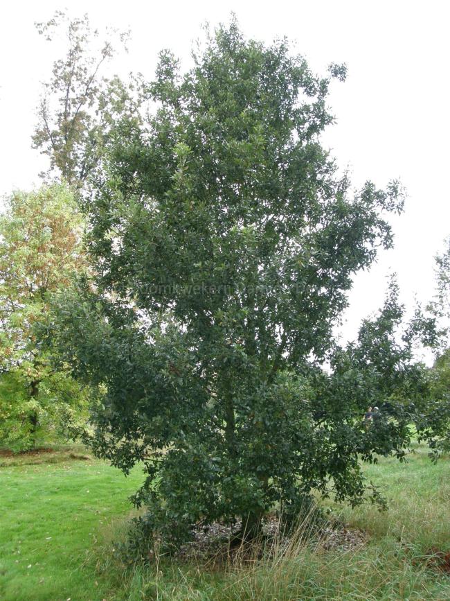 Quercus hispanica 'Fulhamensis' (x)