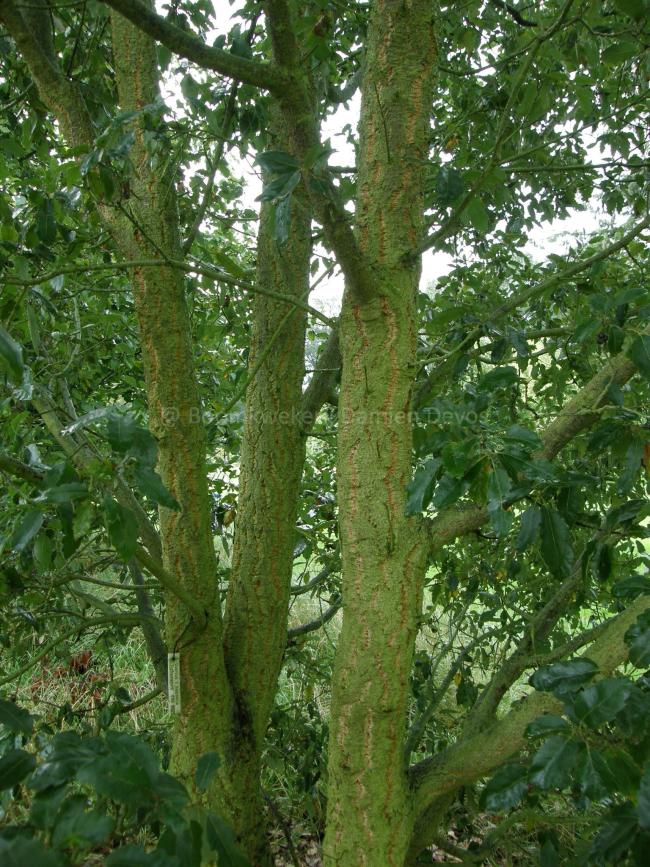 Quercus hispanica 'Fulhamensis' (x)