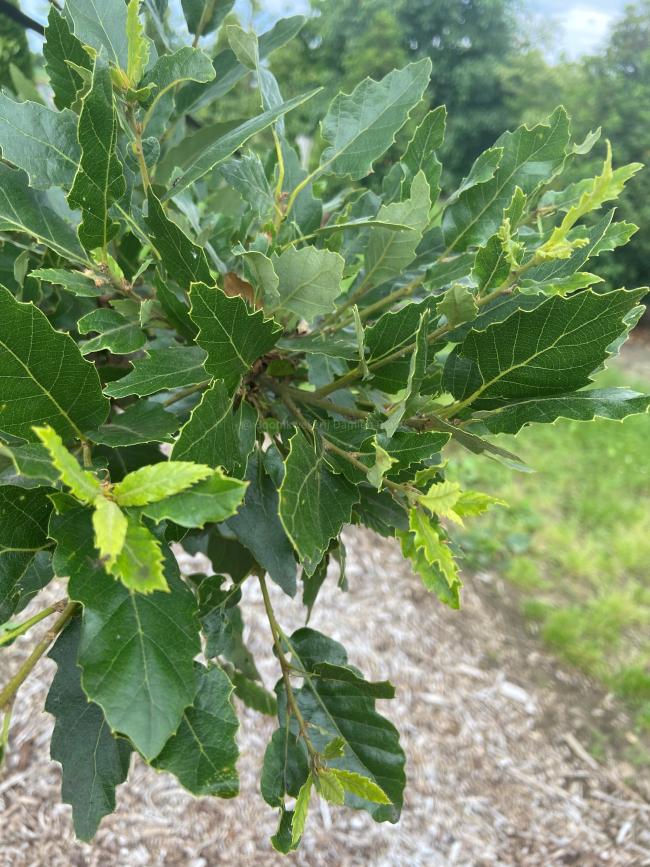 Quercus hispanica 'Lucombeana' (x)