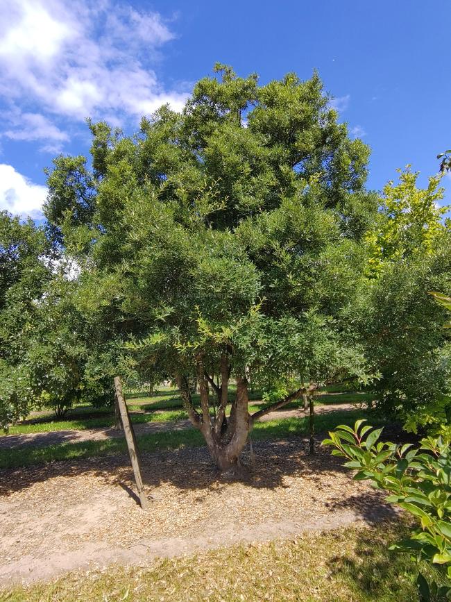 Quercus hispanica 'Waasland' (x)