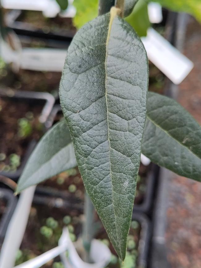 Quercus hypoleucoides