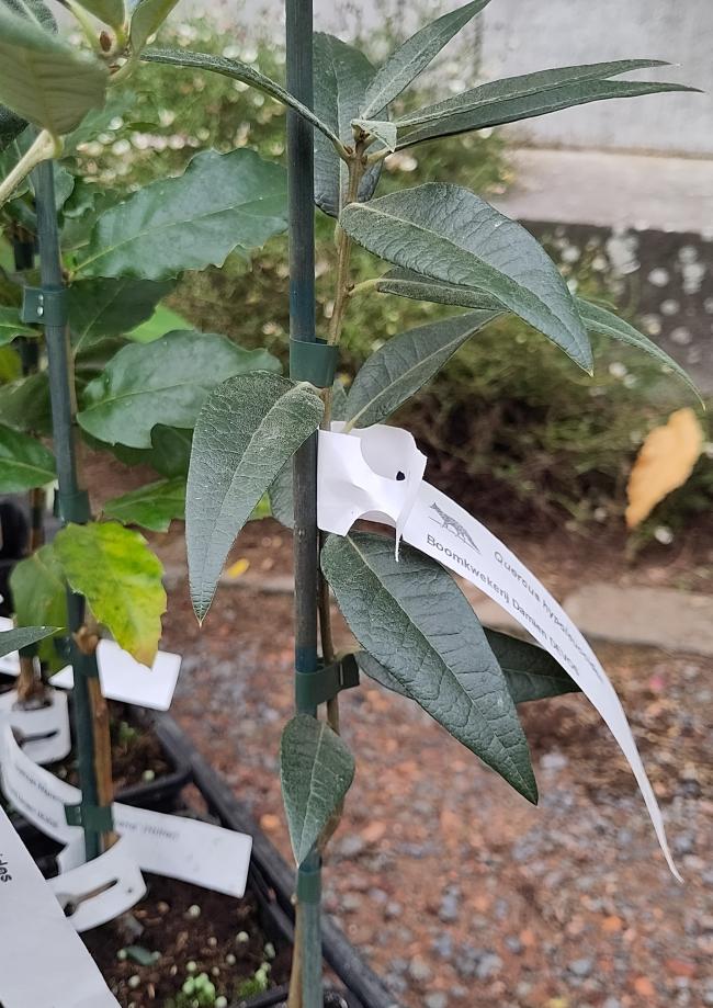 Quercus hypoleucoides