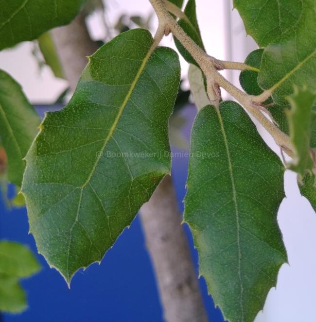 Quercus ilex - screen preformed
