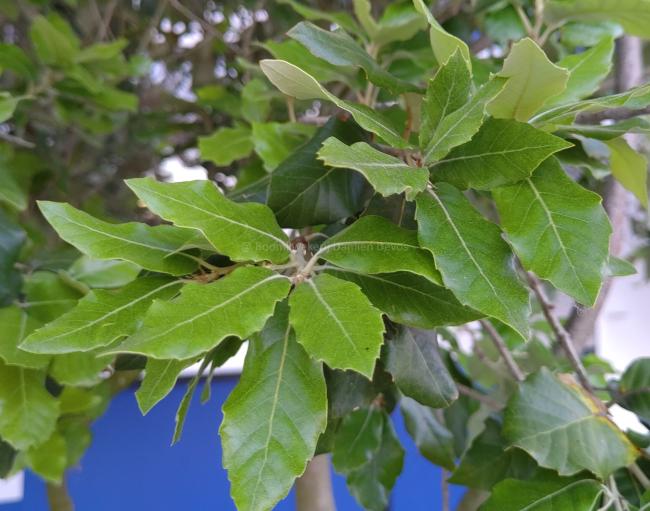 Quercus ilex - screen preformed