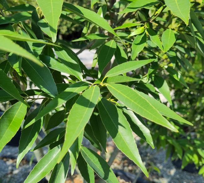 Quercus myrsinifolia