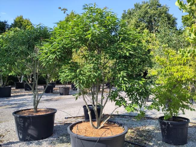 Quercus myrsinifolia