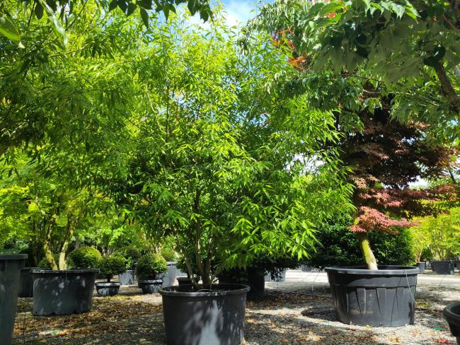 Quercus myrsinifolia