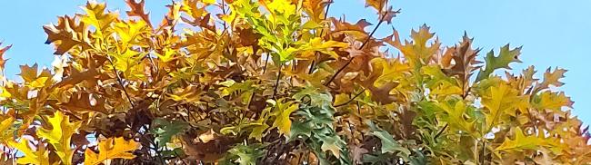 Quercus palustris 'Green Dwarf'