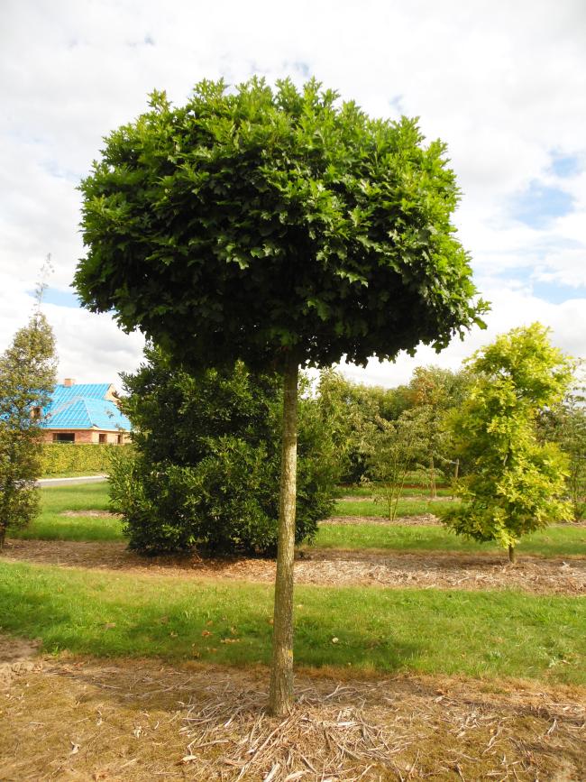 Quercus palustris 'Green Dwarf'