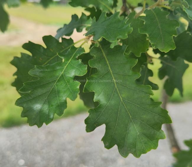 Quercus pubescens