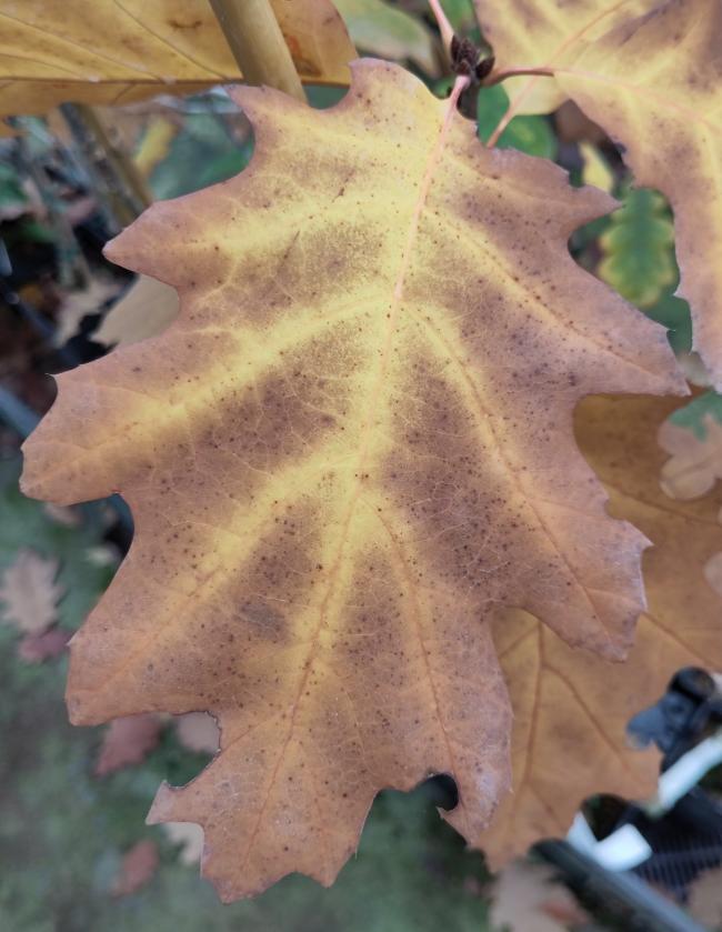 Quercus rubra 'Bolte's Gold'