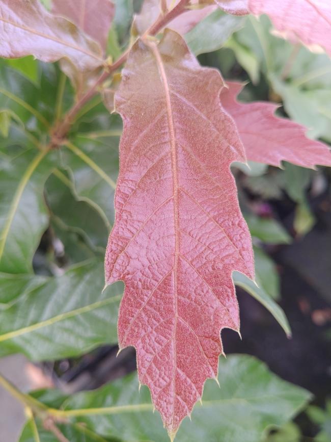 Quercus rhysophylla 'Maya'