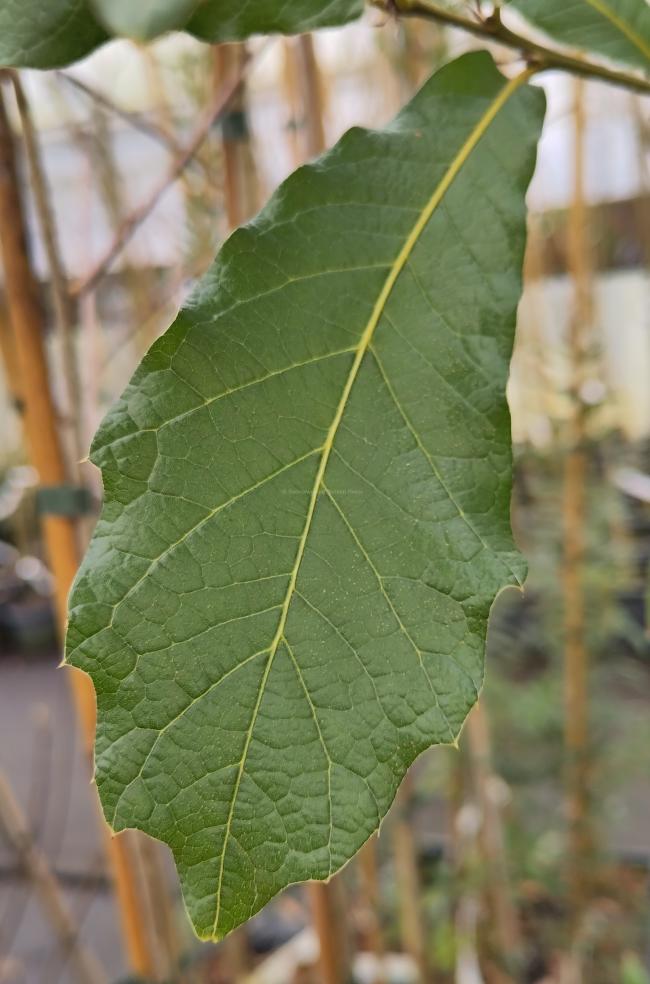 Quercus rhysophylla 'Maya'