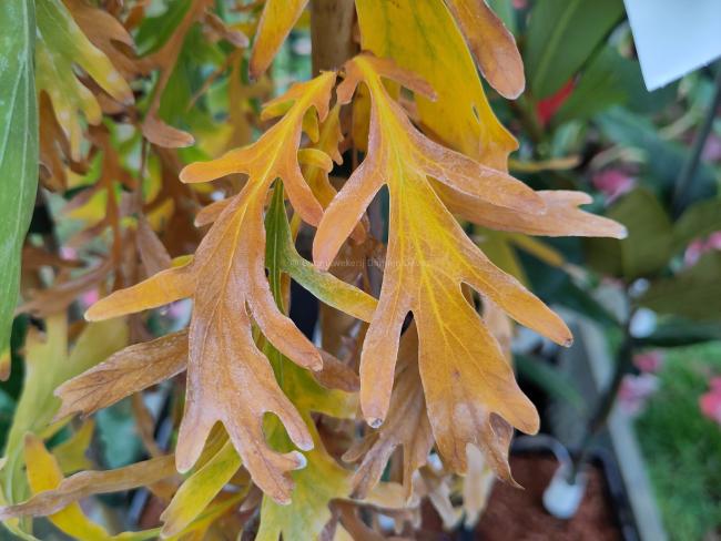 Quercus robur 'Posnania'