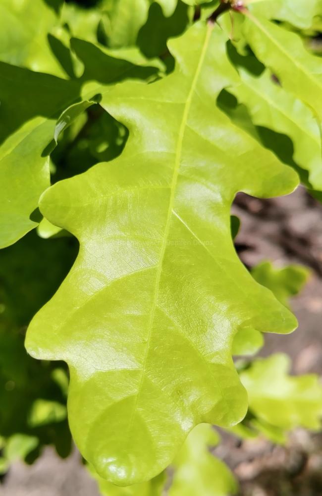 Quercus robur 'Rita's Gold'