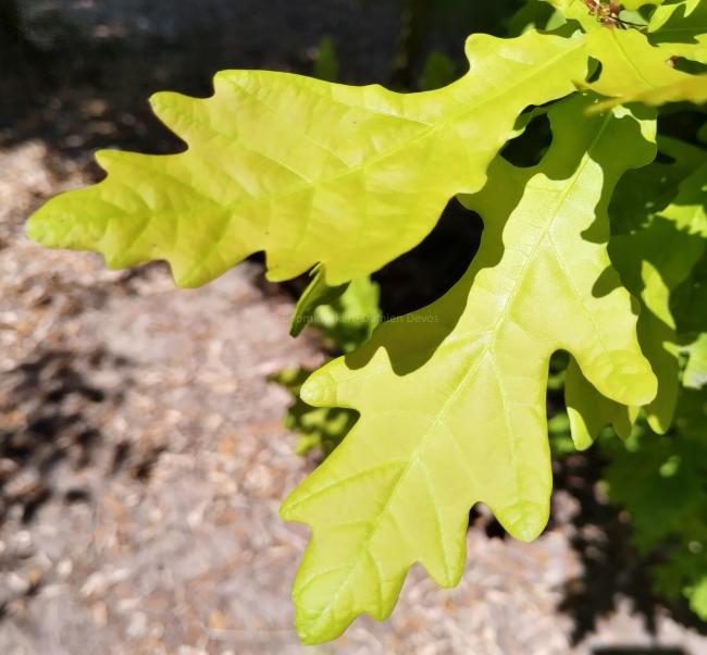 Quercus robur 'Rita's Gold'