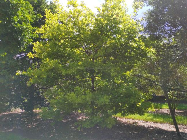 Quercus robur 'Rita's Gold'