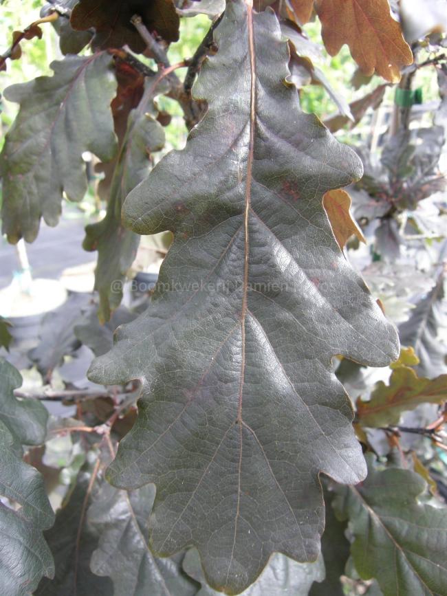 Quercus robur 'Timuki'